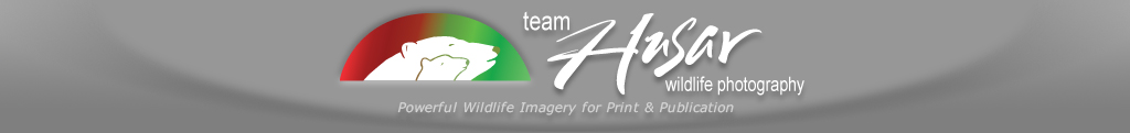 Team Husar Wildlife Photography